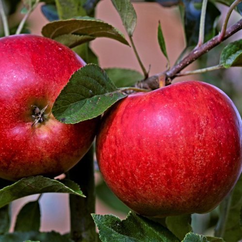 Patyriminė veikla „Obuolys – vitaminų šaltinis“